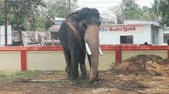 Elephant at Ambalappuzha Temple
