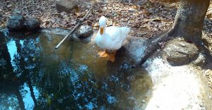 Malom wildlife sanctuary kasaragod