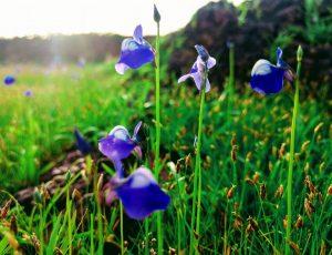 Madayipara visiting time