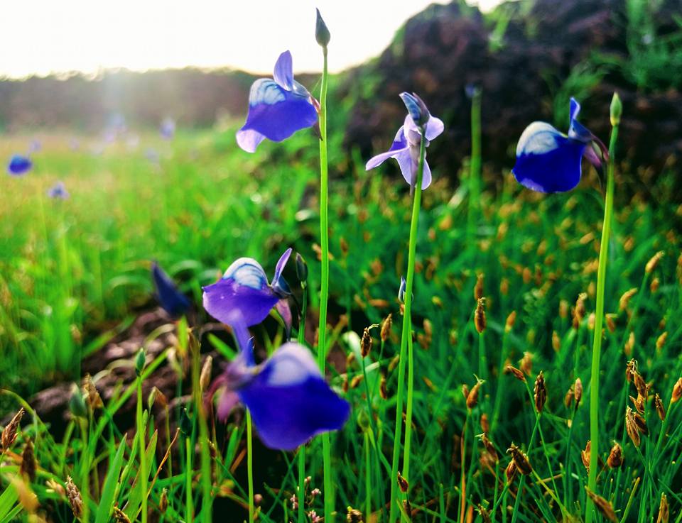 Madayipara visiting time