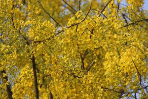 vishu festival date kerala