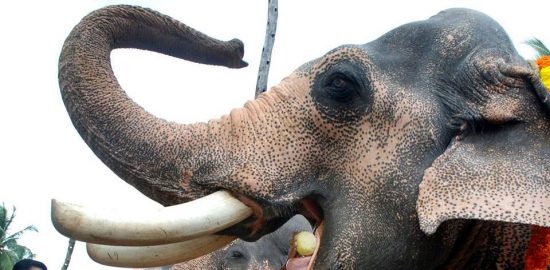 Anayoottu festival Anayoottu festival